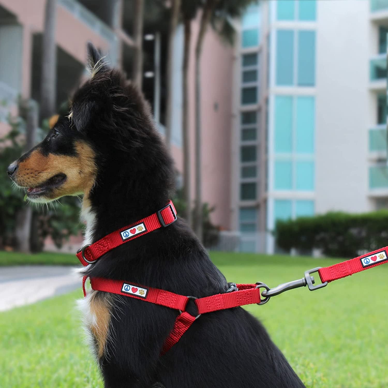 6 FT Solid Color Leash Puppy Leash Dog Leash Comfortable Handle Dog Training Leash 6 Ft Dog Leash Medium Dog Leash/Large Dog Leash Green Dog Leash